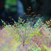 Nandina domestica 'Obsessed' detail shot.