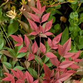 Nandina domestica 'Obsessed' – Detailaufnahme der Pflanze.