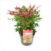 Nandina domestica 'Obsessed' – Detailaufnahme der Pflanze.