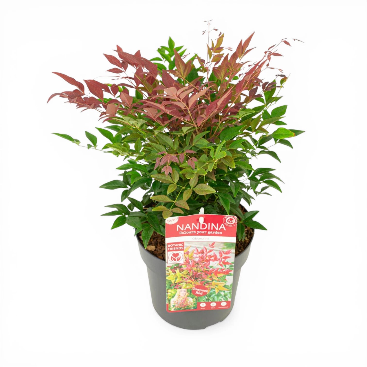 Nandina domestica 'Obsessed' – Detailaufnahme der Pflanze.