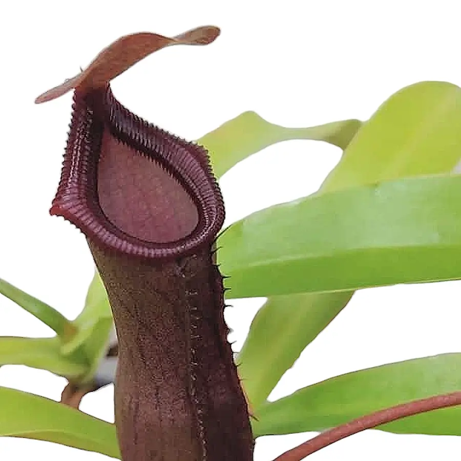 Nepenthes ‘Bill Bailey’ – Blattdetail vor weißem Hintergrund..