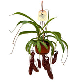 Nepenthes 'Bill Bailey'