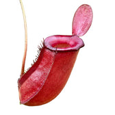 Nepenthes ‘Bloody Mary’ – Blattdetail vor weißem Hintergrund..