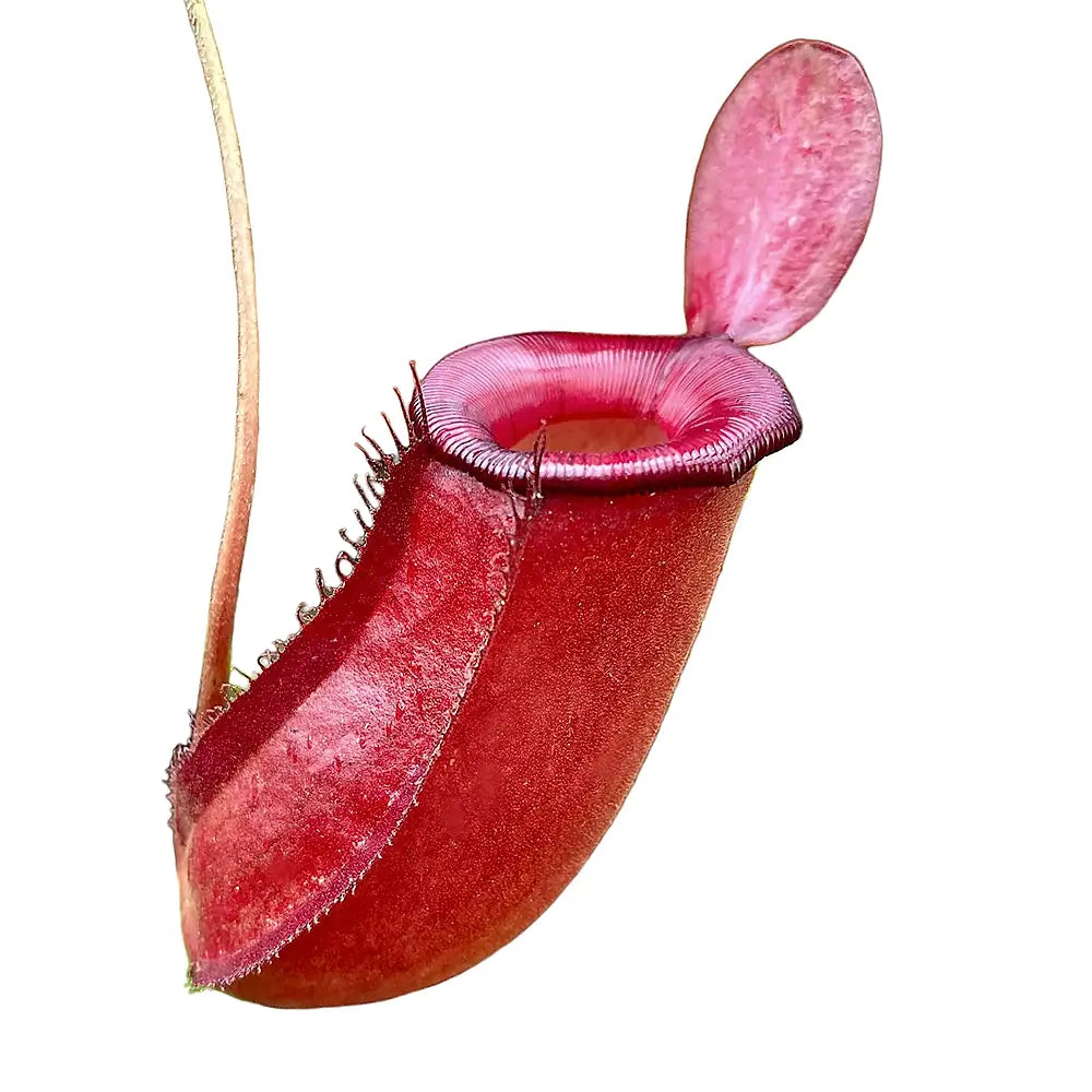 Nepenthes ‘Bloody Mary’ – Blattdetail vor weißem Hintergrund..
