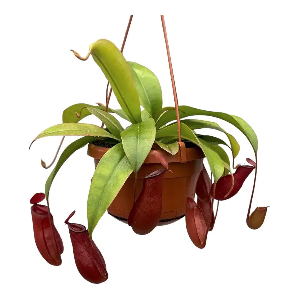 Nepenthes ‘Bloody Mary’ Zimmerpflanze im Anzuchttopf vor weißem Hintergrund, Produktfoto 3.