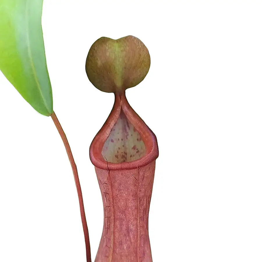 Nepenthes 'Linda' leaf close-up on white background.