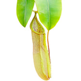 Nepenthes 'Louisa' aka 'Loes' leaf close-up on white background.