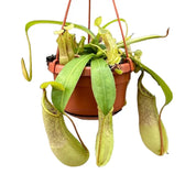 Nepenthes 'Louisa' aka 'Loes' potted plant in nursery pot on white background.