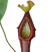 Nepenthes 'Mirunda' – Blattdetail vor weißem Hintergrund..