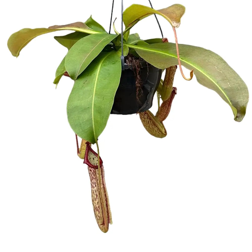 Nepenthes 'Miranda' potted plant in nursery pot on white background.