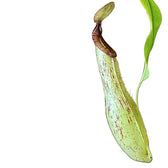 Nepenthes ‘Mojito’ – Blattdetail vor weißem Hintergrund..