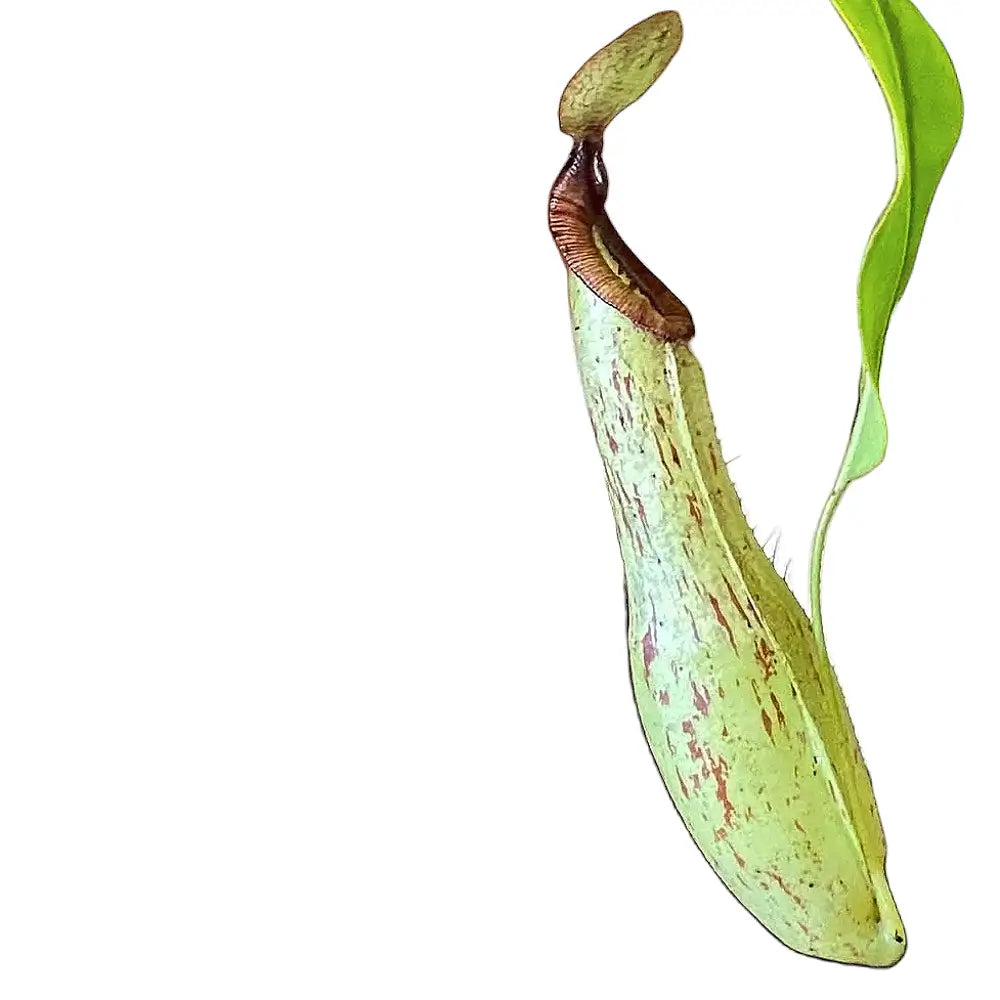 Nepenthes ‘Mojito’ – Blattdetail vor weißem Hintergrund..
