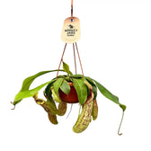 Nepenthes ‘Mojito’ Zimmerpflanze im Anzuchttopf vor weißem Hintergrund, Produktfoto 2.