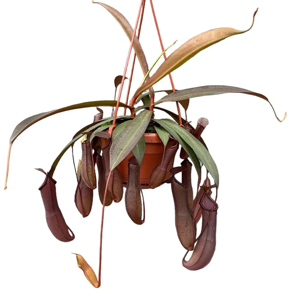 Nepenthes 'Rebecca Soper' potted plant in nursery pot on white background.