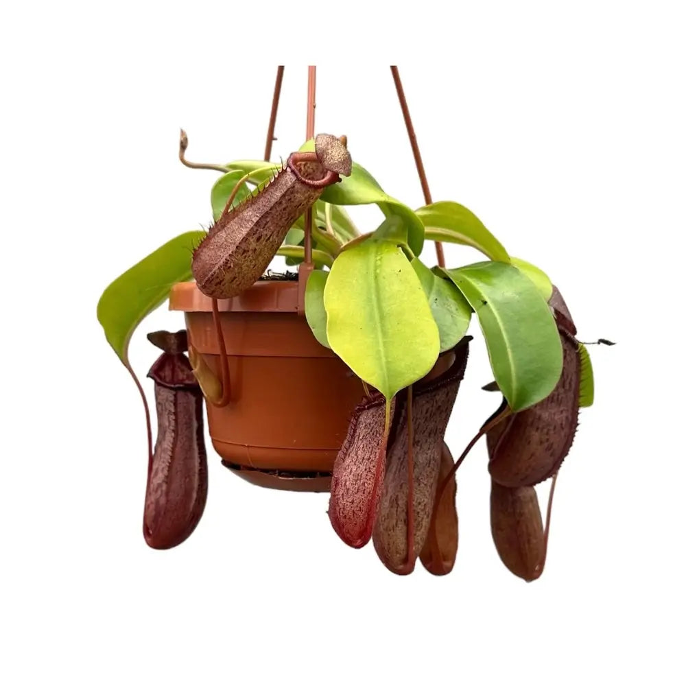 Nepenthes ‘Rob’ potted plant in nursery pot on white background.