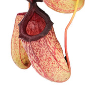 Nepenthes ‘Sam’ – Blattdetail vor weißem Hintergrund..