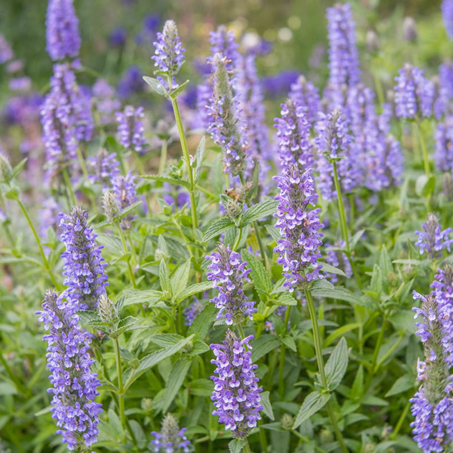 Nepeta nervosa 'Blue Moon' close-up detail.