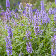 Nepeta nervosa 'Blue Moon' close-up detail.