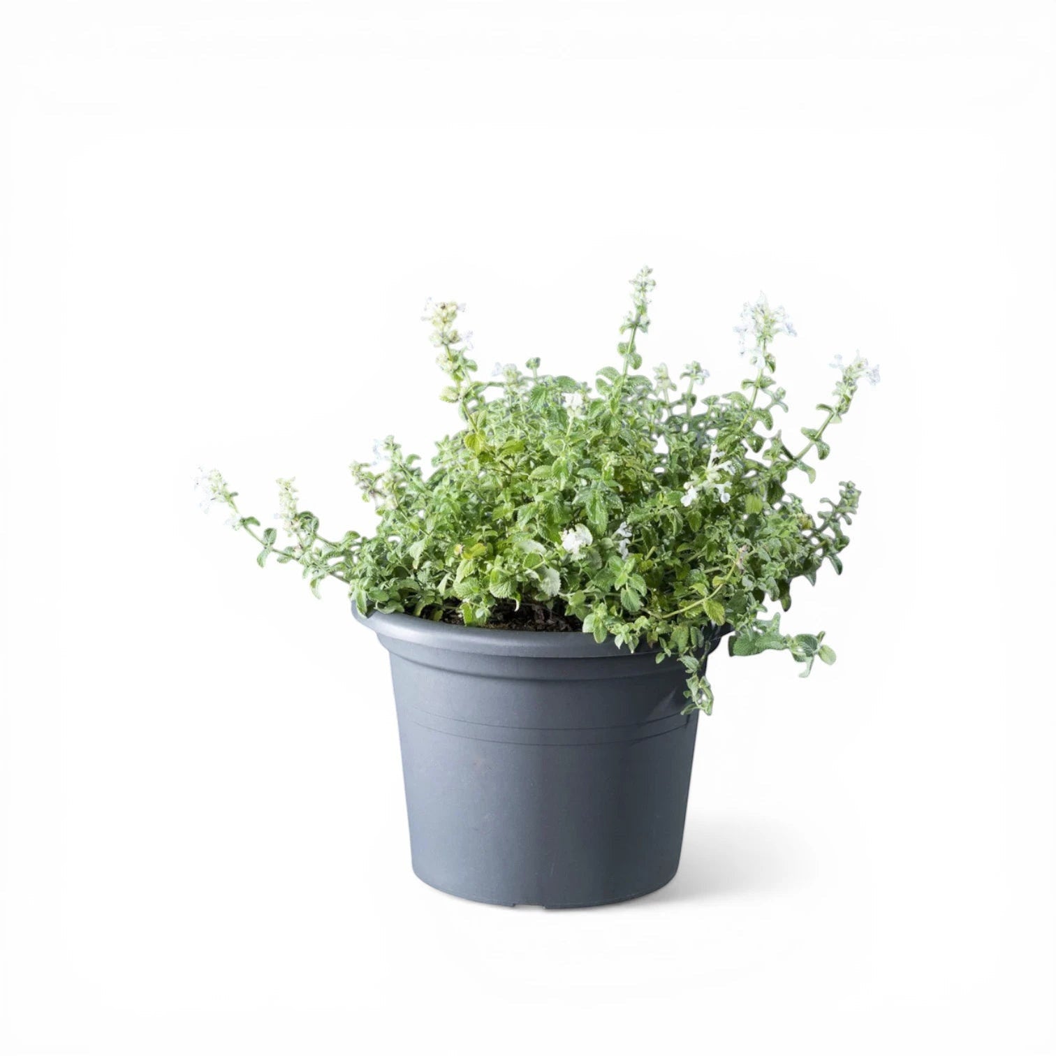Foliage Factory: Nepeta racemosa 'Snowflake' mit kleinen weißen Blüten in einem grauen Topf.