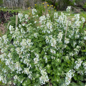 Foliage Factory: Nepeta racemosa 'Snowflake' – Katzenminze mit weißen Blütenähren und aromatisch grünen Blättern.