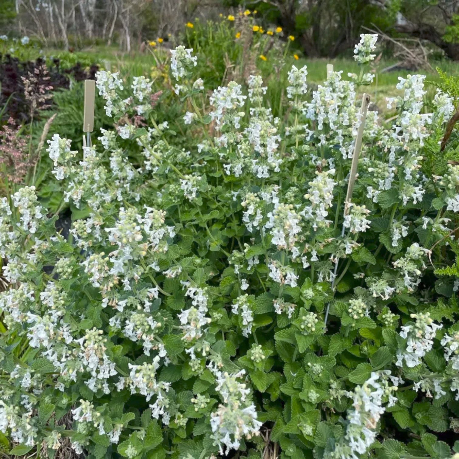 Foliage Factory: Nepeta racemosa 'Snowflake' – Katzenminze mit weißen Blütenähren und aromatisch grünen Blättern.