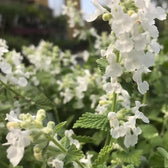 Foliage Factory: Nepeta racemosa 'Snowflake' – weiß blühende Katzenminze mit kleinen Blüten und grünen Blättern.