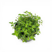 Nepeta 'Walker's Low' – Detailaufnahme.