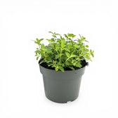 Nepeta 'Walker's Low' – Detailaufnahme.