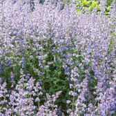 Nepeta 'Walker's Low' – Detailaufnahme der Pflanze.