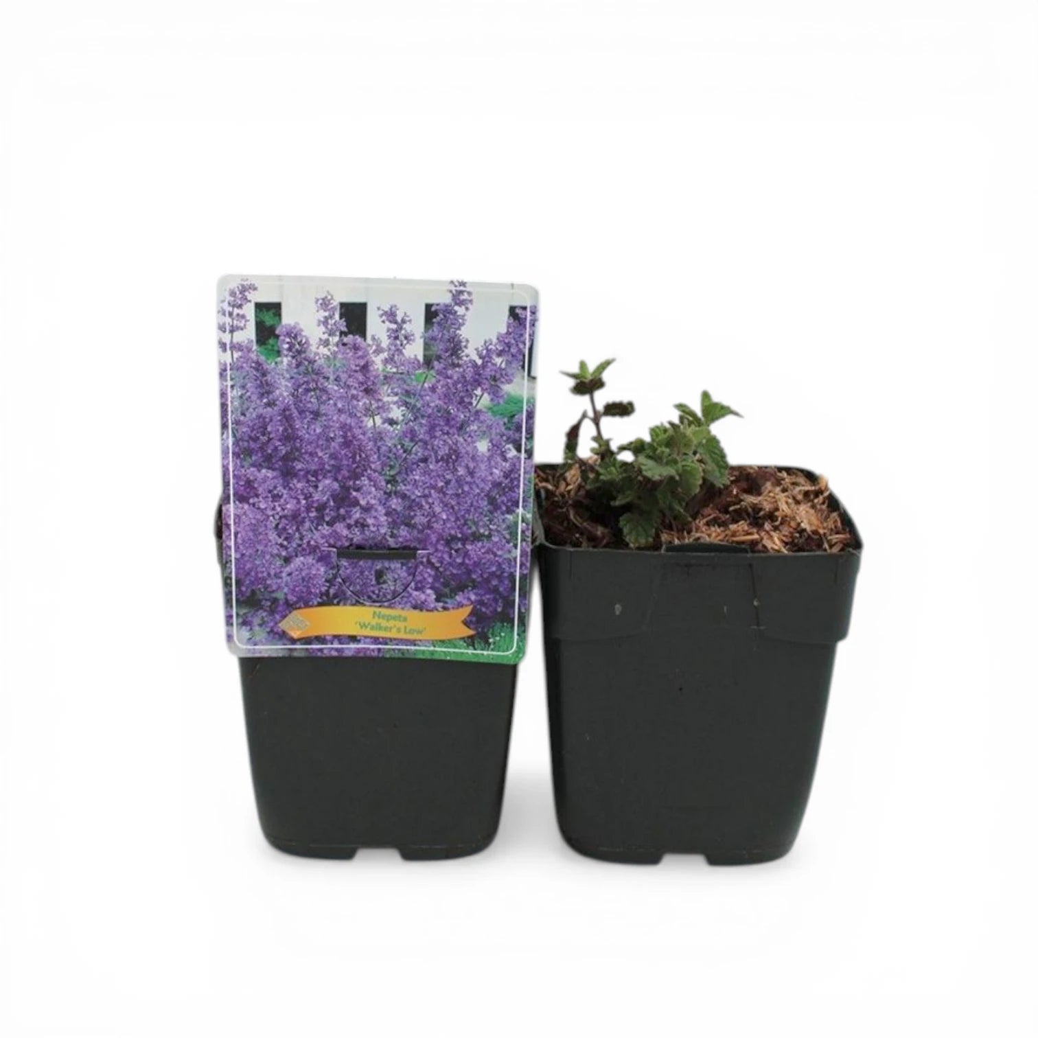 Nepeta 'Walker's Low' – Detailaufnahme der Pflanze.
