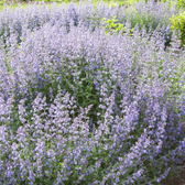 Nepeta 'Walker's Low' – Detailaufnahme der Pflanze.