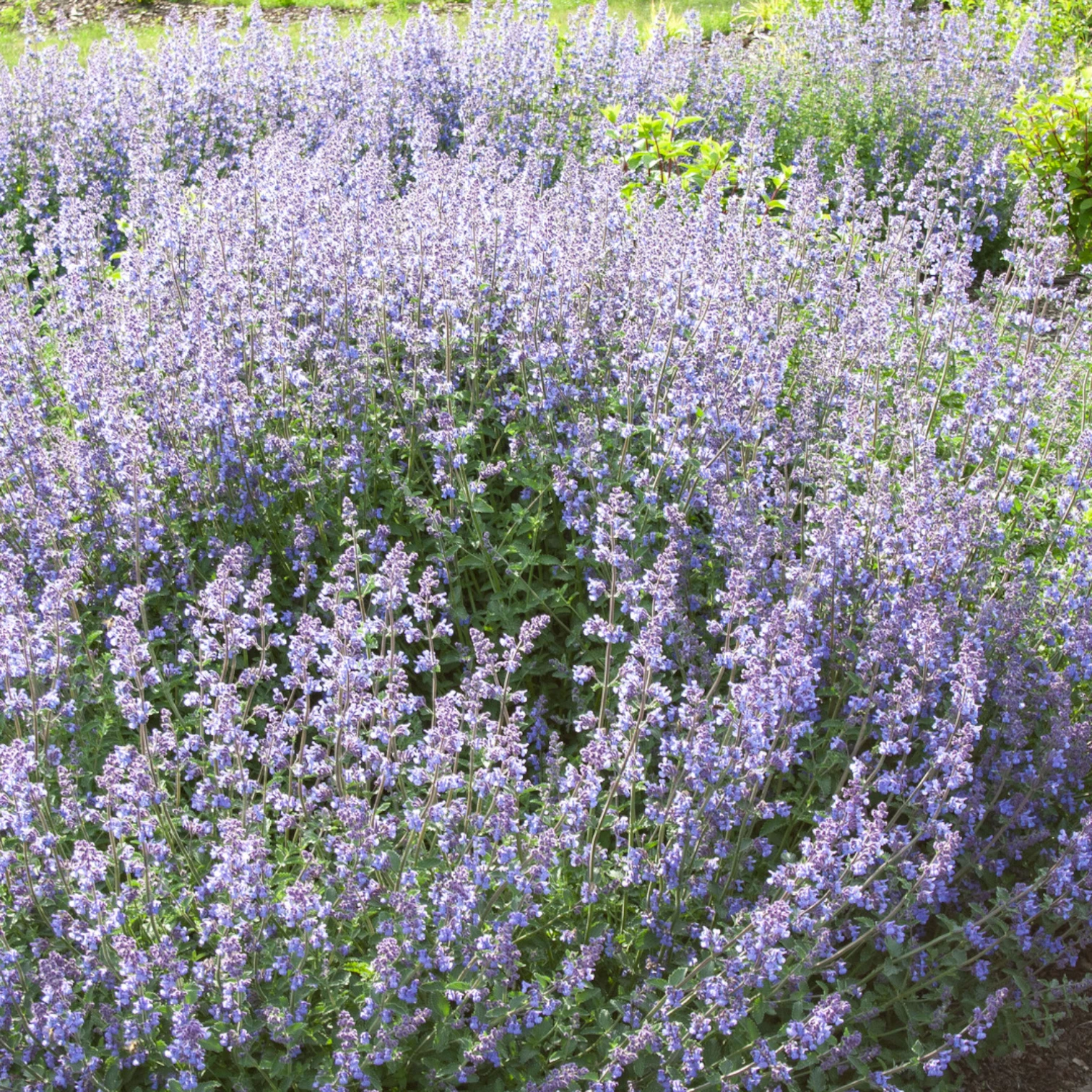 Nepeta 'Walker's Low' – Detailaufnahme der Pflanze.