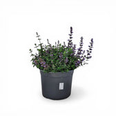 Nepeta × faassenii – Nahaufnahme.