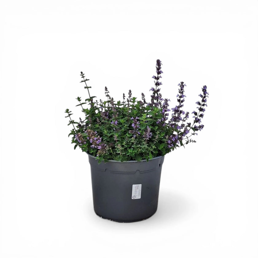 Nepeta × faassenii close-up detail.