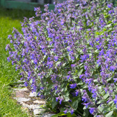 Nepeta × faassenii – Detailaufnahme.