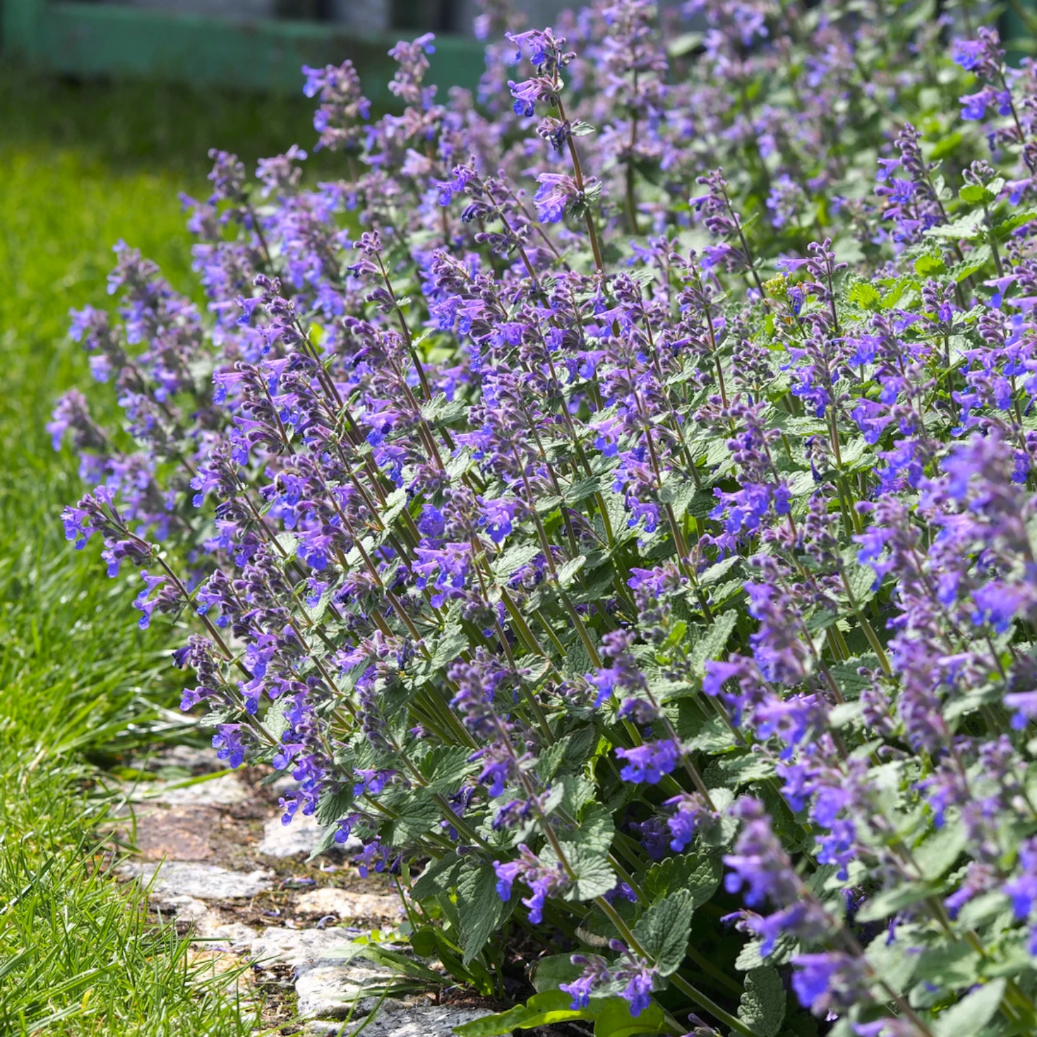 Nepeta × faassenii – Detailaufnahme.