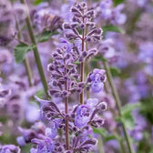 Nepeta × faassenii – Detailaufnahme der Pflanze.