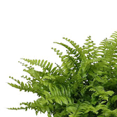 Nephrolepis exaltata 'Boston Blue Bell' – Blattdetail vor weißem Hintergrund..