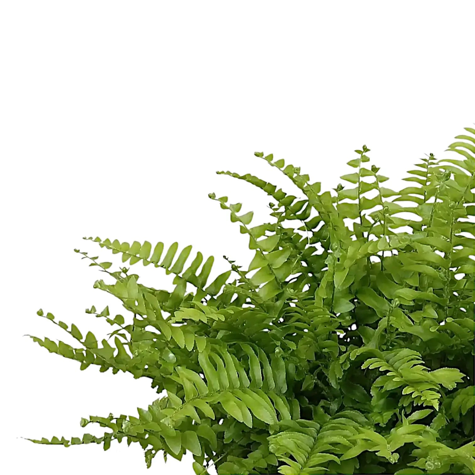Nephrolepis exaltata 'Boston Blue Bell' – Blattdetail vor weißem Hintergrund..