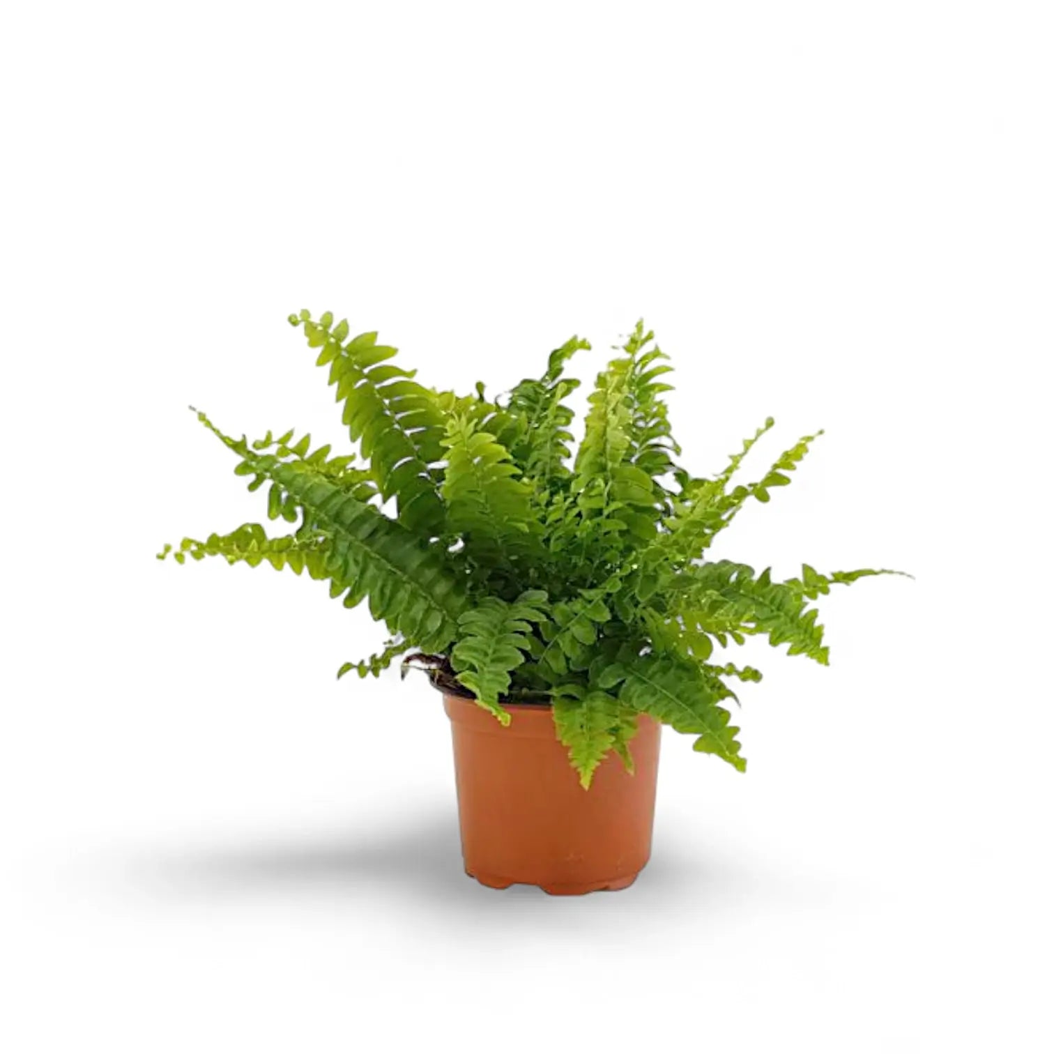 Nephrolepis exaltata ‘Fluffy Ruffles’ Zimmerpflanze im Anzuchttopf vor weißem Hintergrund, Produktfoto 2.