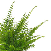 Nahaufnahme eines Wedels von Nephrolepis exaltata 'Green Fantasy' vor weißem Hintergrund.