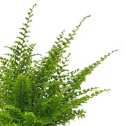 Nahaufnahme eines Wedels von Nephrolepis exaltata 'Green Fantasy' vor weißem Hintergrund.