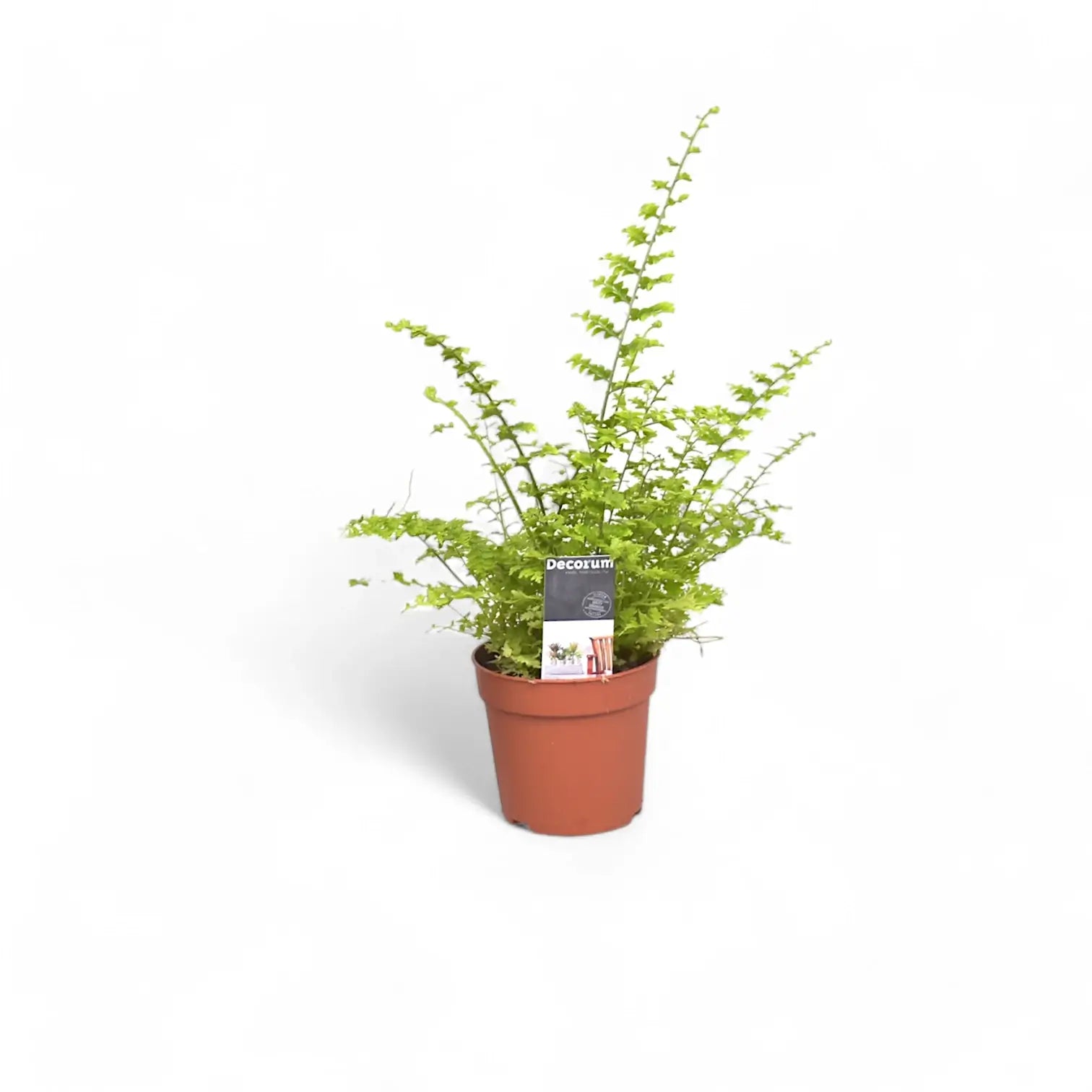 Nephrolepis exaltata 'Green Fantasy' potted plant in nursery pot on white background.