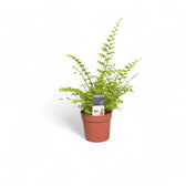 Nephrolepis exaltata 'Green Fantasy' – Zimmerpflanze im Kulturtopf auf weißem Hintergrund, Produktfoto 3.