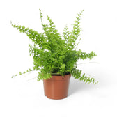 Nephrolepis exaltata 'Green Fantasy' – Zimmerpflanze im Kulturtopf auf weißem Hintergrund, Produktfoto 4.
