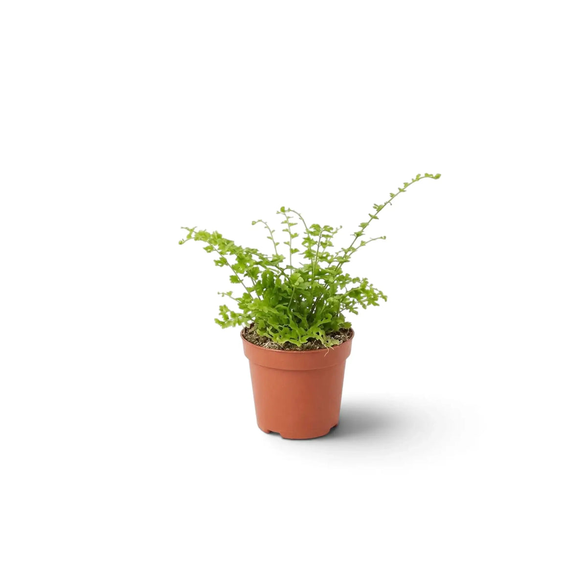 Nephrolepis exaltata 'Green Fantasy' als Jungpflanze mit dichten, fein gefiederten grünen Wedeln