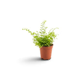 Nephrolepis exaltata 'Green Fantasy' als Jungpflanze mit bogig überhängenden, fein gefiederten grünen Wedeln