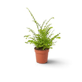 Nephrolepis exaltata 'Green Fantasy' als Jungpflanze mit kompakten, gekräuselten grünen Wedeln