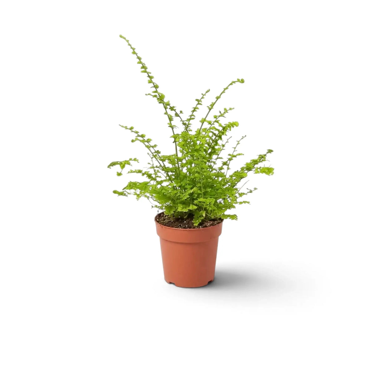 Nephrolepis exaltata 'Green Fantasy' als Jungpflanze mit kompakten, gekräuselten grünen Wedeln