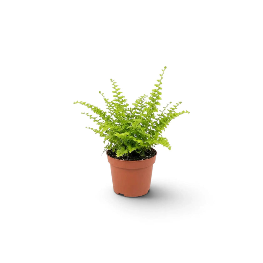 Nephrolepis exaltata 'Green Fantasy' als Jungpflanze mit bogig überhängenden, fein gefiederten grünen Wedeln